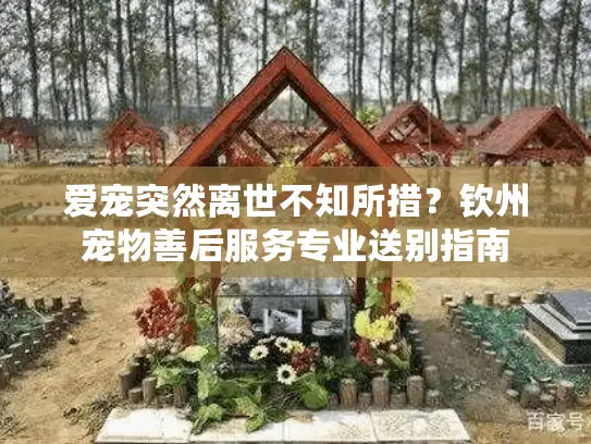 爱宠突然离世不知所措？钦州宠物善后服务专业送别指南