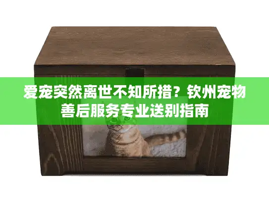 爱宠突然离世不知所措？钦州宠物善后服务专业送别指南