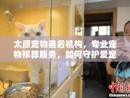 太原宠物善后机构，专业宠物殡葬服务，如何守护爱宠的最后尊严？