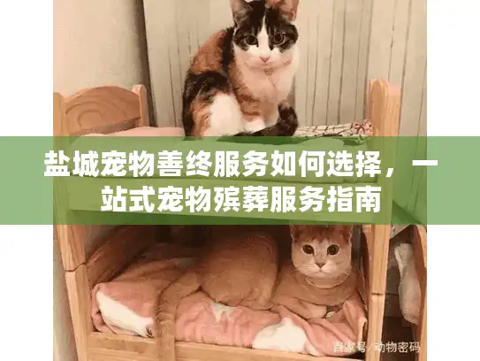 盐城宠物善终服务如何选择，一站式宠物殡葬服务指南