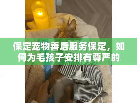 保定宠物善后服务保定，如何为毛孩子安排有尊严的道别？
