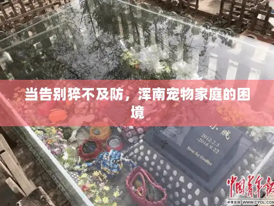 当告别猝不及防，浑南宠物家庭的困境