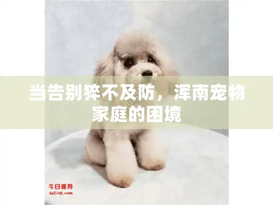 当告别猝不及防，浑南宠物家庭的困境