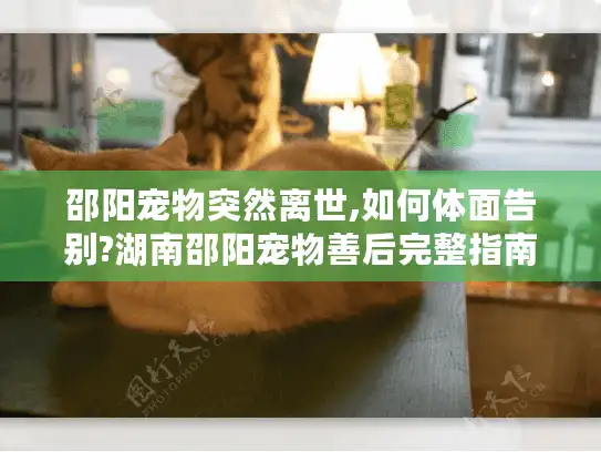 邵阳宠物突然离世,如何体面告别?湖南邵阳宠物善后完整指南