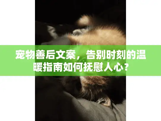 宠物善后文案，告别时刻的温暖指南如何抚慰人心？