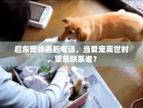 启东宠物善后电话，当爱宠离世时，紧急联系谁？