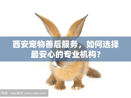 西安宠物善后服务，如何选择最安心的专业机构？