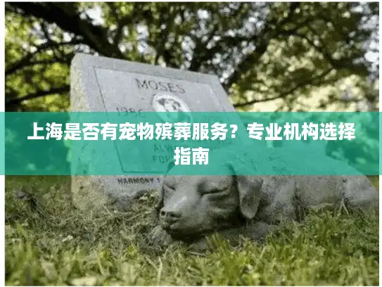 上海是否有宠物殡葬服务？专业机构选择指南