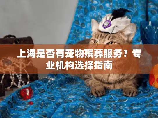 上海是否有宠物殡葬服务？专业机构选择指南