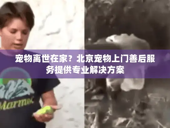 宠物离世在家？北京宠物上门善后服务提供专业解决方案