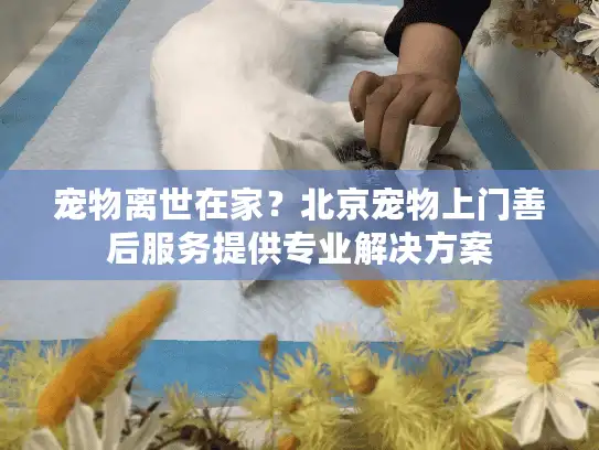宠物离世在家？北京宠物上门善后服务提供专业解决方案