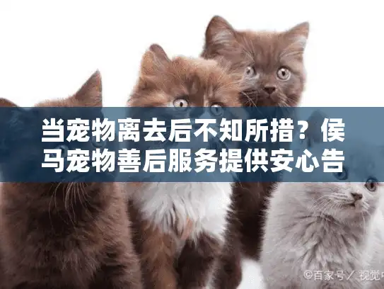 当宠物离去后不知所措？侯马宠物善后服务提供安心告别