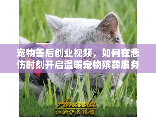 宠物善后创业视频，如何在悲伤时刻开启温暖宠物殡葬服务事业？