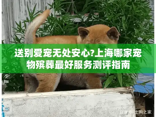 送别爱宠无处安心?上海哪家宠物殡葬最好服务测评指南