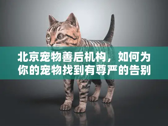 北京宠物善后机构，如何为你的宠物找到有尊严的告别服务？