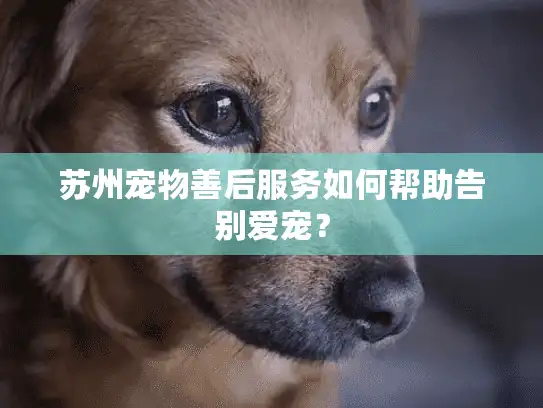 苏州宠物善后服务如何帮助告别爱宠？