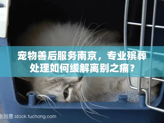 宠物善后服务南京，专业殡葬处理如何缓解离别之痛？
