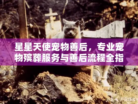 星星天使宠物善后，专业宠物殡葬服务与善后流程全指南