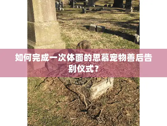 如何完成一次体面的思慕宠物善后告别仪式？