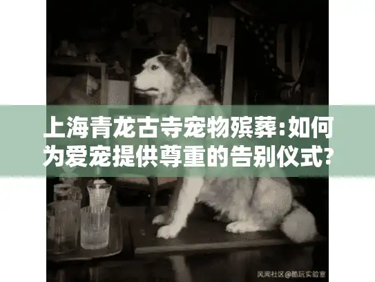 上海青龙古寺宠物殡葬:如何为爱宠提供尊重的告别仪式?