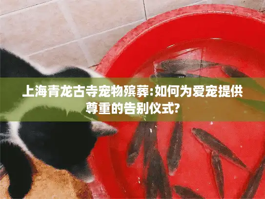 上海青龙古寺宠物殡葬:如何为爱宠提供尊重的告别仪式?