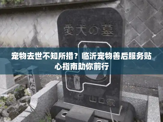 宠物去世不知所措？临沂宠物善后服务贴心指南助你前行