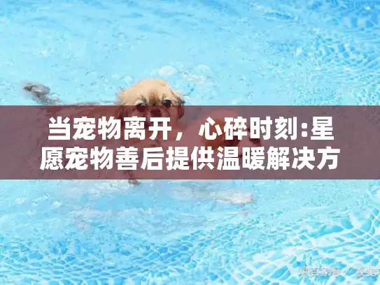 当宠物离开，心碎时刻:星愿宠物善后提供温暖解决方案