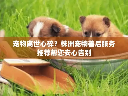 宠物离世心碎？株洲宠物善后服务推荐帮您安心告别