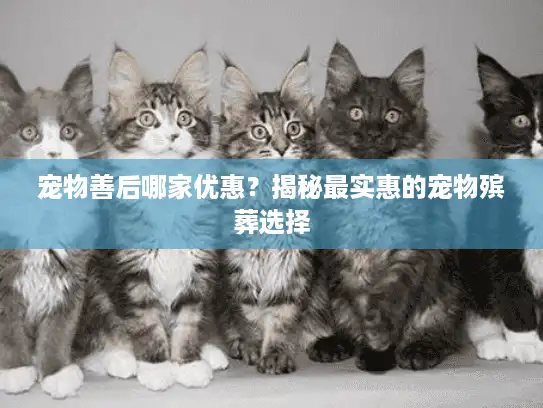 宠物善后哪家优惠？揭秘最实惠的宠物殡葬选择