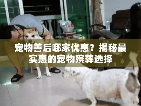 宠物善后哪家优惠？揭秘最实惠的宠物殡葬选择