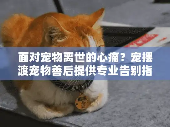 面对宠物离世的心痛？宠摆渡宠物善后提供专业告别指南
