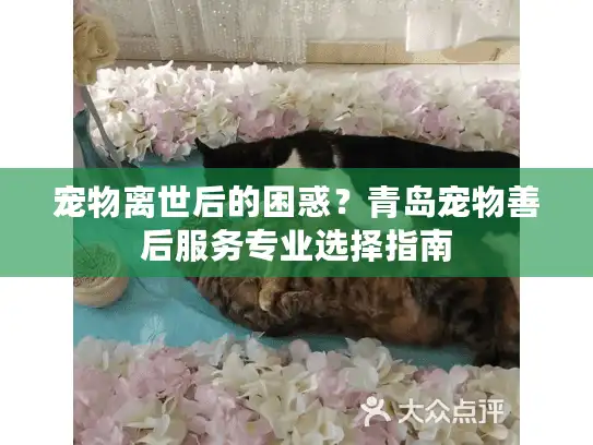 宠物离世后的困惑？青岛宠物善后服务专业选择指南