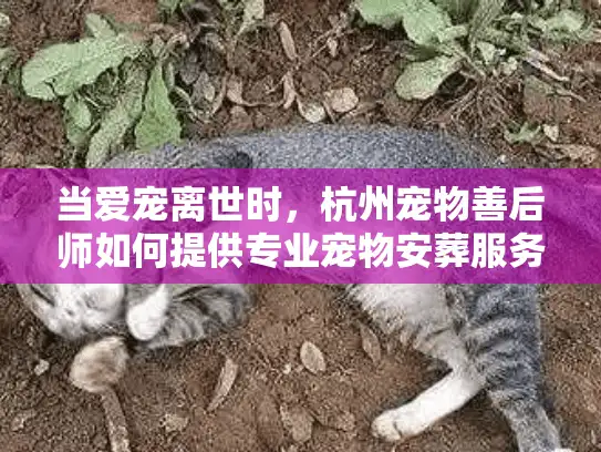 当爱宠离世时，杭州宠物善后师如何提供专业宠物安葬服务？