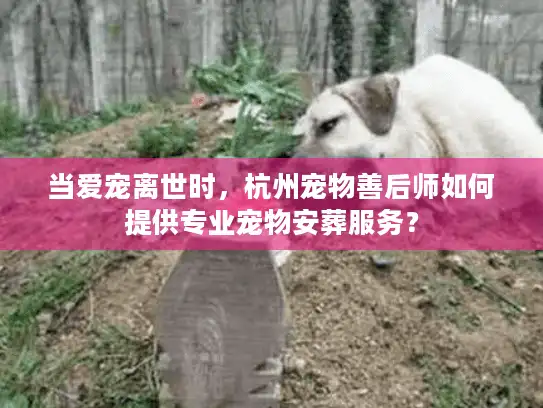 当爱宠离世时，杭州宠物善后师如何提供专业宠物安葬服务？