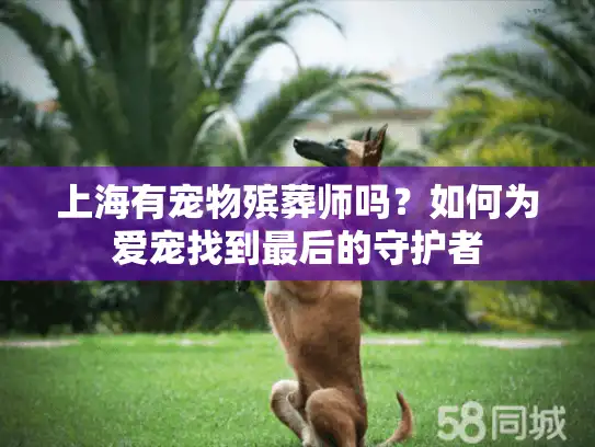 上海有宠物殡葬师吗？如何为爱宠找到最后的守护者
