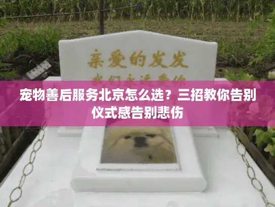 宠物善后服务北京怎么选？三招教你告别仪式感告别悲伤