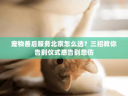 宠物善后服务北京怎么选？三招教你告别仪式感告别悲伤