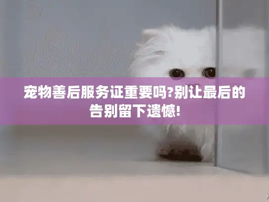宠物善后服务证重要吗?别让最后的告别留下遗憾!