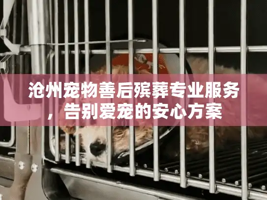 沧州宠物善后殡葬专业服务，告别爱宠的安心方案