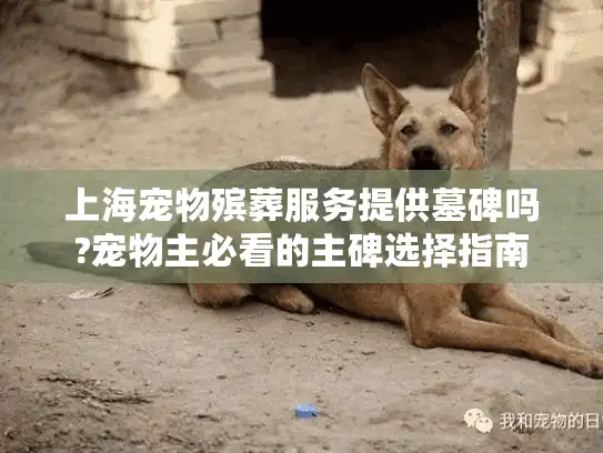 上海宠物殡葬服务提供墓碑吗?宠物主必看的主碑选择指南