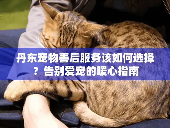 丹东宠物善后服务该如何选择？告别爱宠的暖心指南