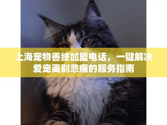 上海宠物善终加盟电话，一键解决爱宠离别悲痛的服务指南