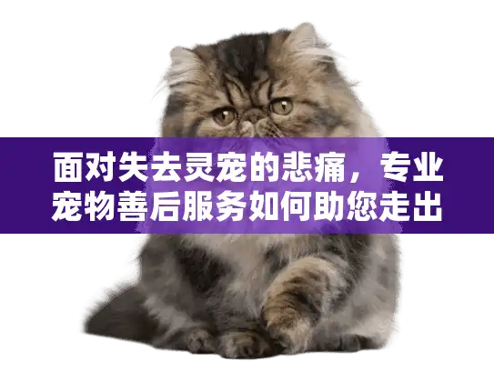 面对失去灵宠的悲痛，专业宠物善后服务如何助您走出伤痛？