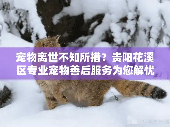 宠物离世不知所措？贵阳花溪区专业宠物善后服务为您解忧