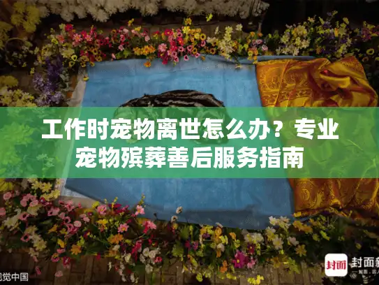 工作时宠物离世怎么办？专业宠物殡葬善后服务指南