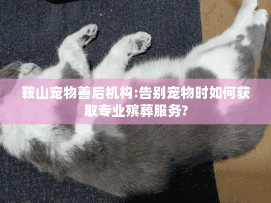 鞍山宠物善后机构:告别宠物时如何获取专业殡葬服务?