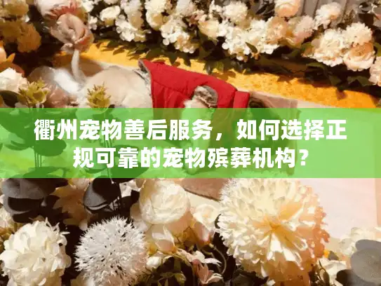 衢州宠物善后服务，如何选择正规可靠的宠物殡葬机构？