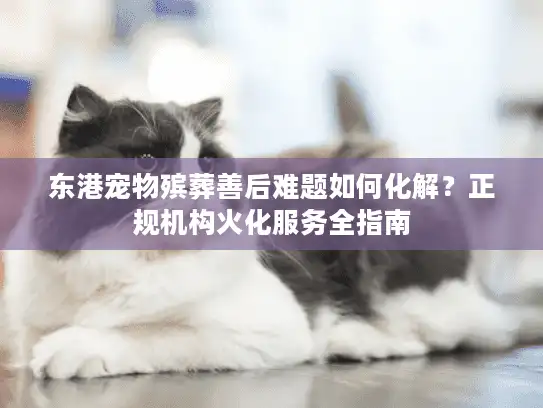 东港宠物殡葬善后难题如何化解？正规机构火化服务全指南