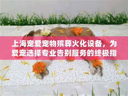 上海宠爱宠物殡葬火化设备，为爱宠选择专业告别服务的终极指南