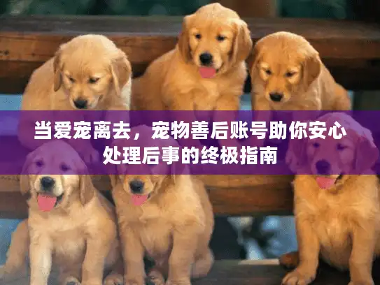 当爱宠离去，宠物善后账号助你安心处理后事的终极指南